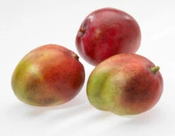 GEFU Mangoteiler PARTI 7 GEFU Mangoteiler PARTI -GEFU Verkaufsgeschäft 13580 GEFU Mangoteiler PARTI 03